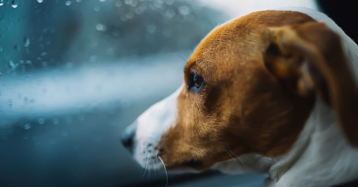 Protection Plan - Dog Looking Out Car on Rainy Day